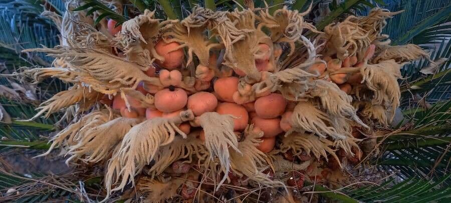 Cycas revoluta