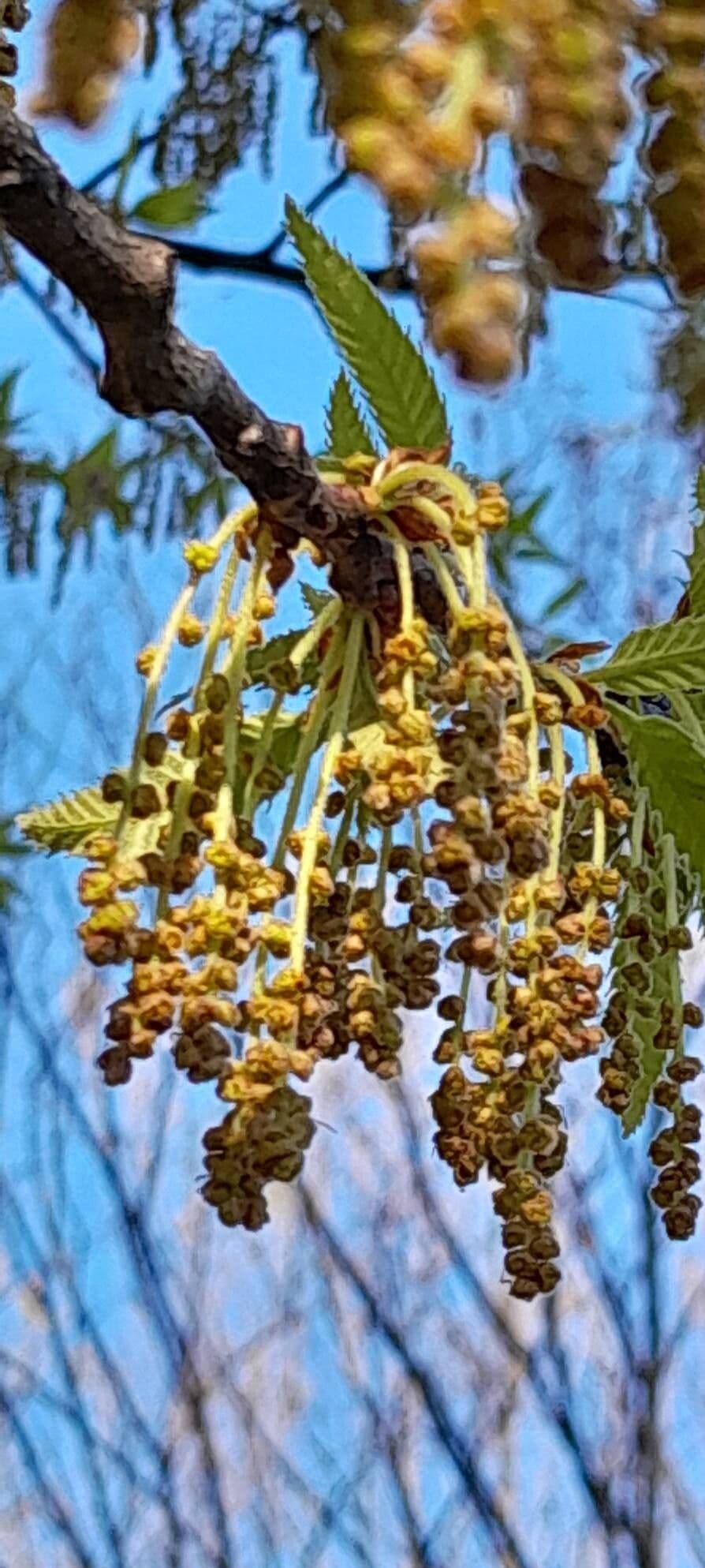 Quercus castaneifolia