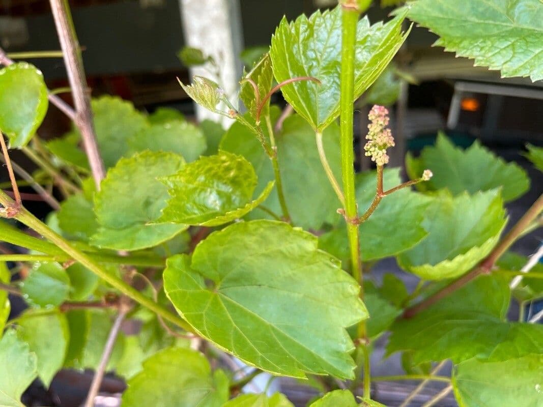 Vitis rotundifolia