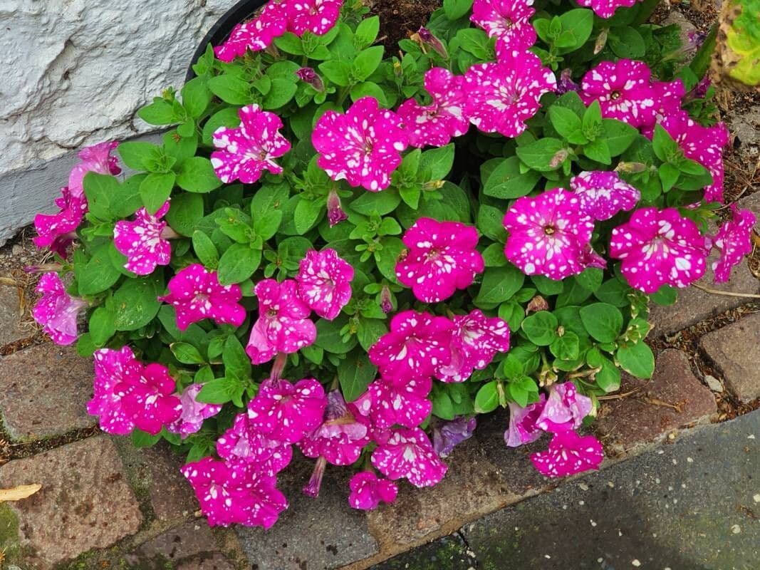 Petunia atkinsiana