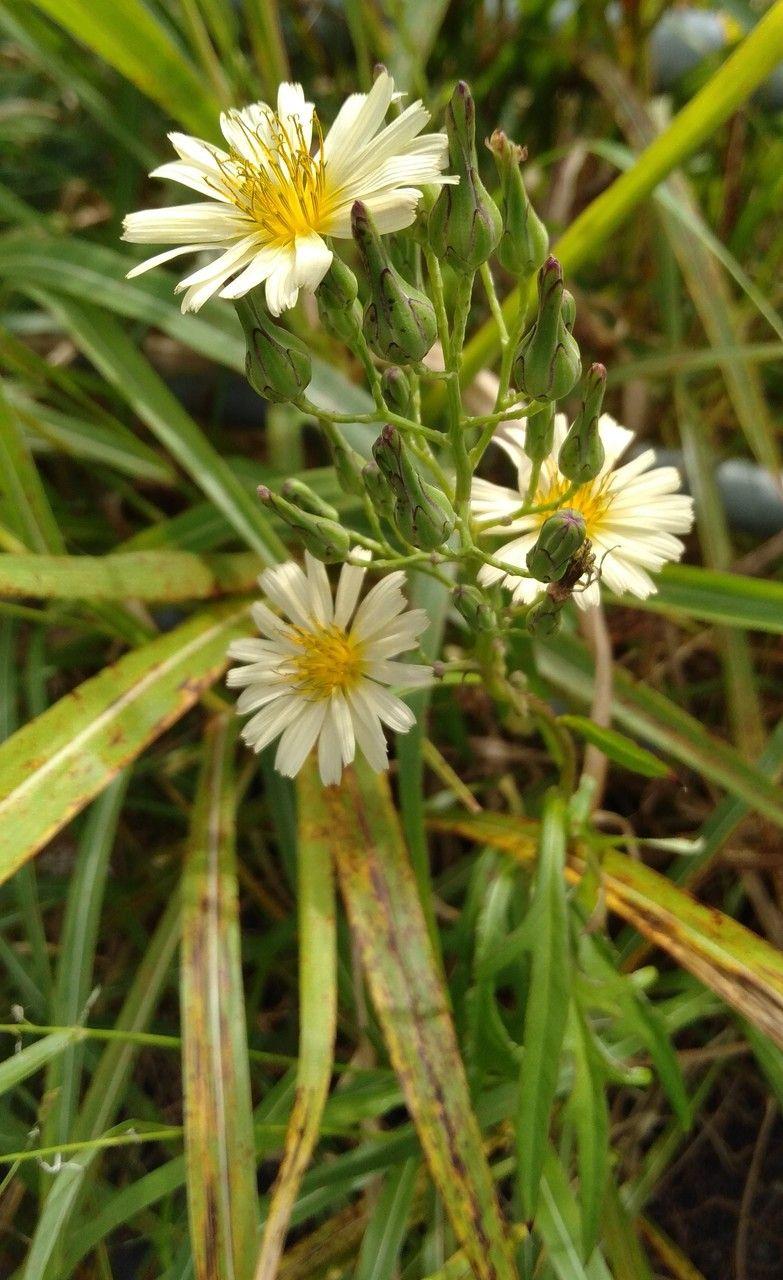 Lactuca indica