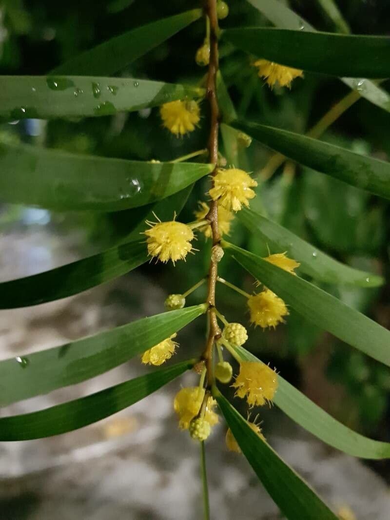 Acacia confusa