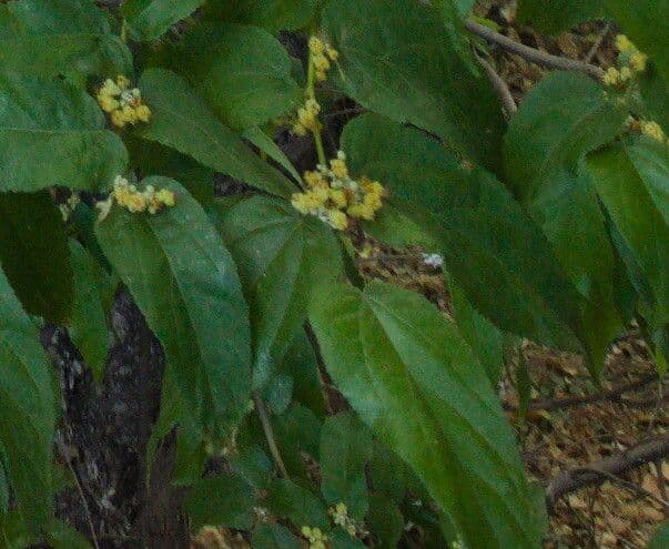 Guazuma ulmifolia