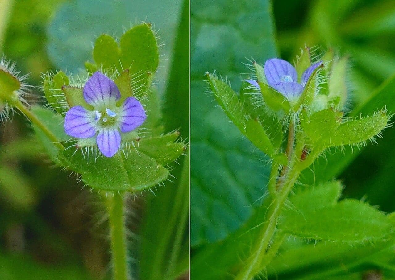 Veronica hederifolia