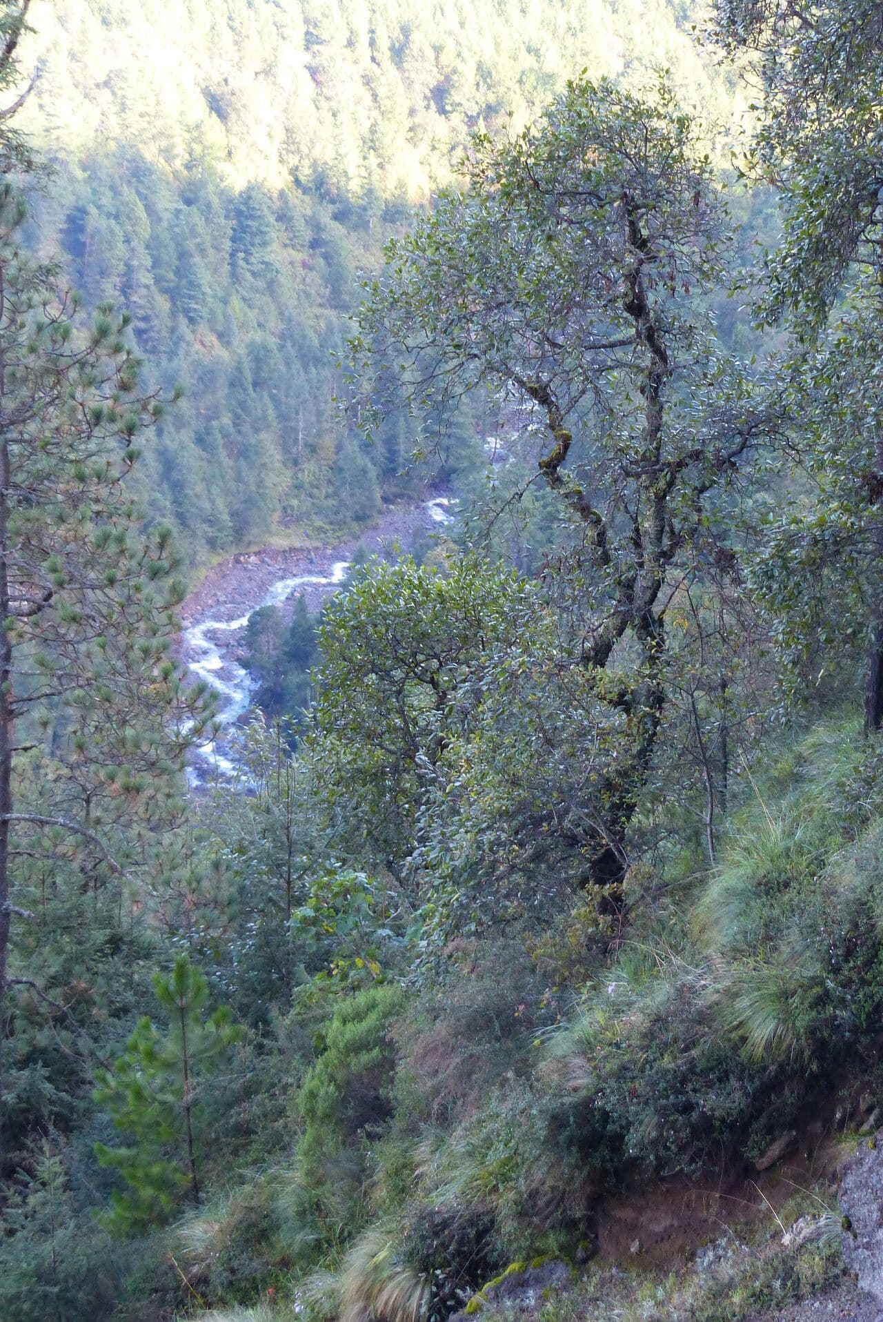 Quercus rugosa
