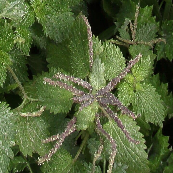 Urtica membranacea