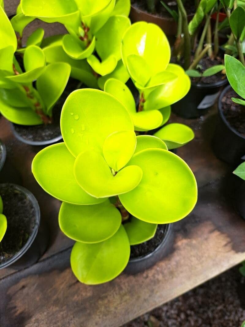 Peperomia magnoliifolia