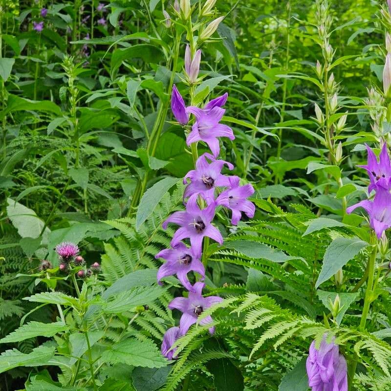 Campanula latifolia