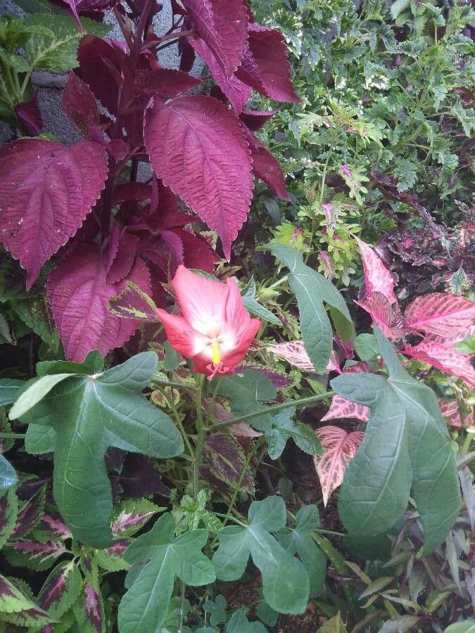 Hibiscus martianus