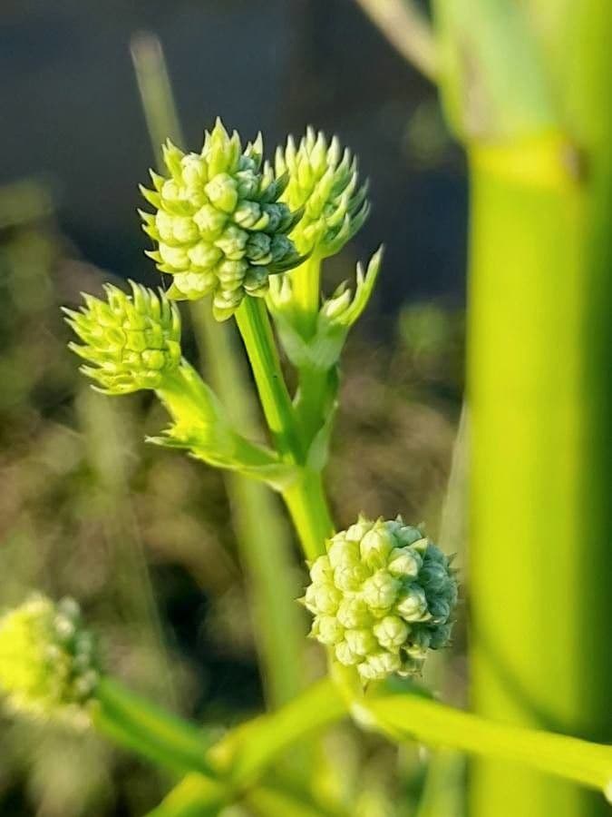 Eryngium pandanifolium