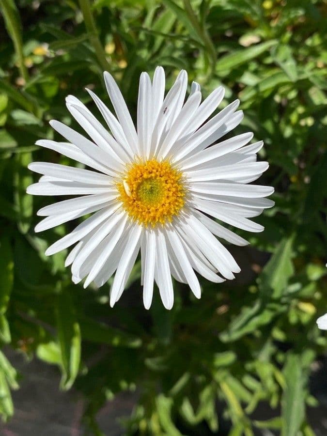 Erigeron coulteri