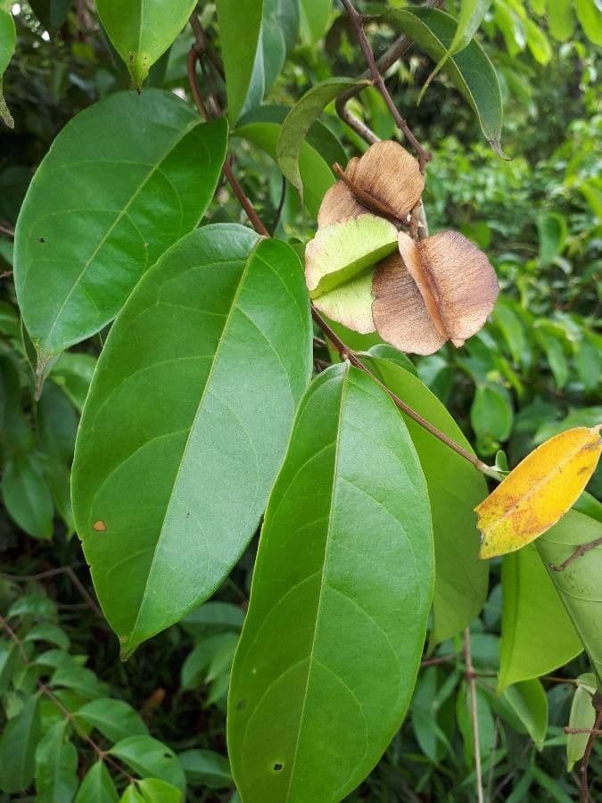 Combretum collinum