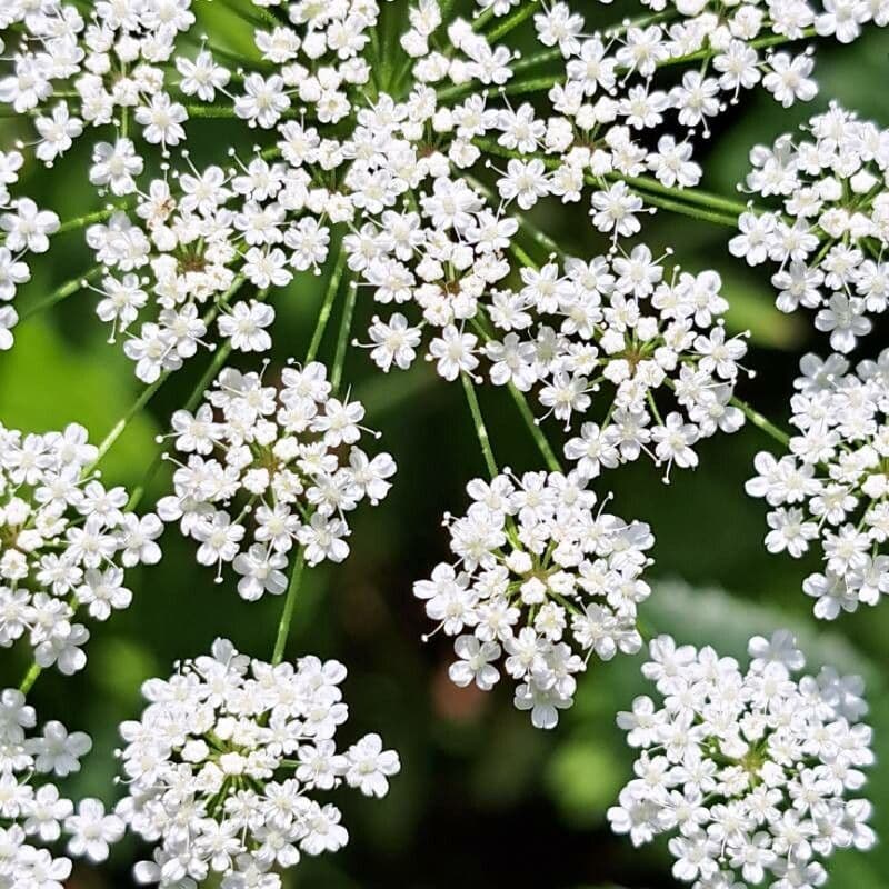Pimpinella peregrina