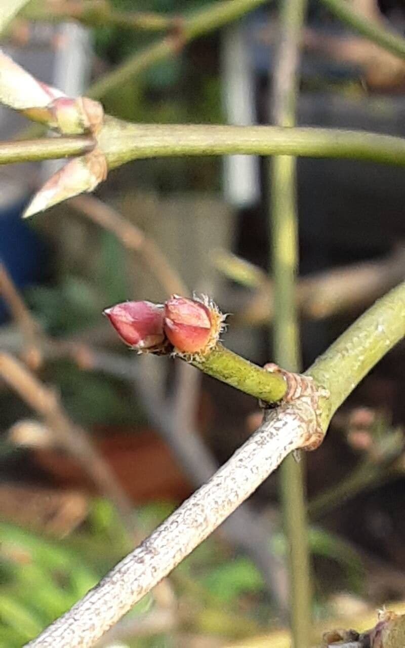 Acer palmatum