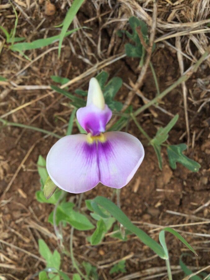 Vigna frutescens