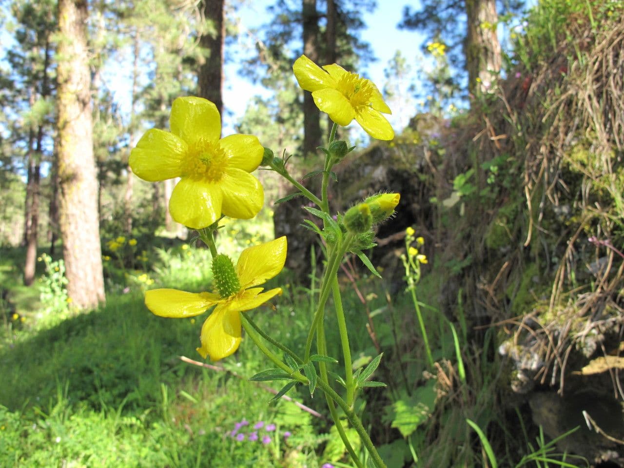 Ranunculus cortusifolius