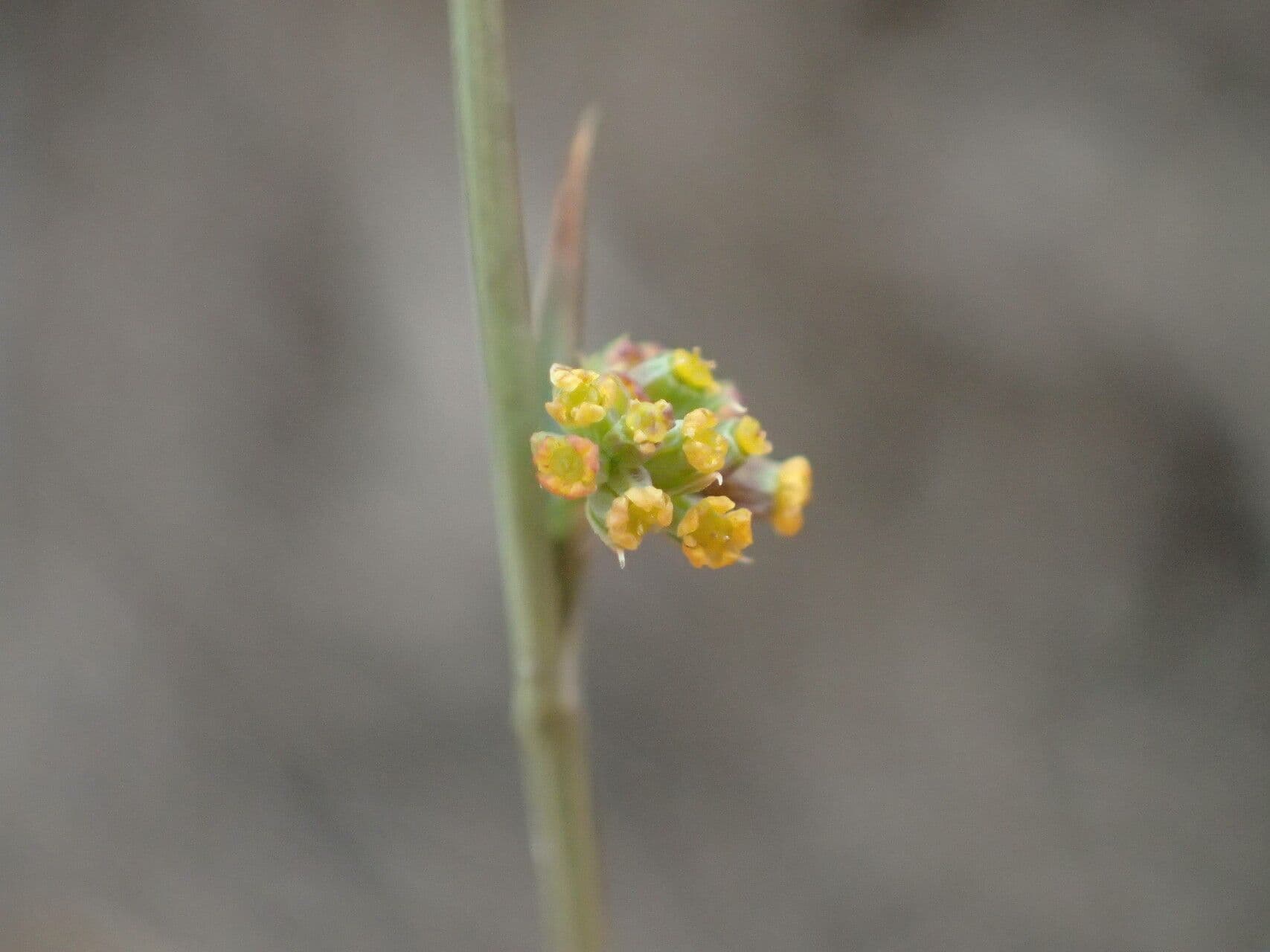 Bupleurum tenuissimum
