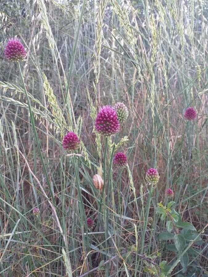 Allium sphaerocephalon