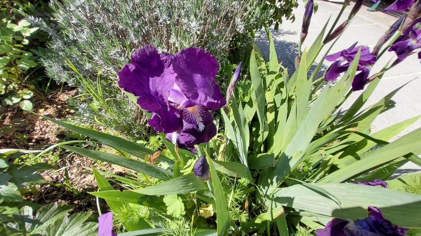 Iris perrieri