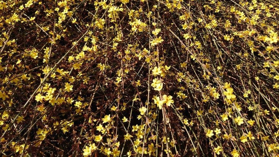 Jasminum nudiflorum