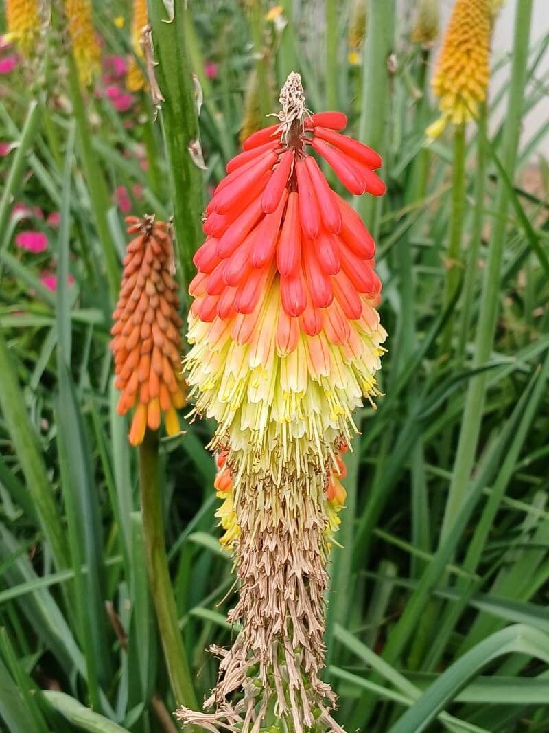 Kniphofia uvaria