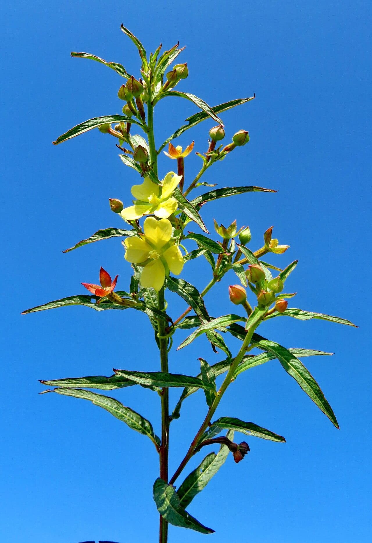 Ludwigia octovalvis