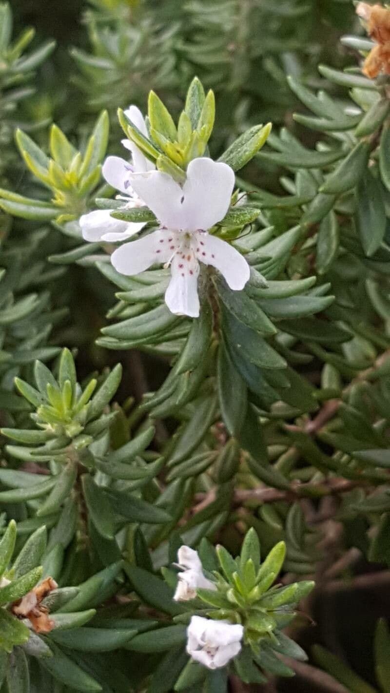 Westringia fruticosa