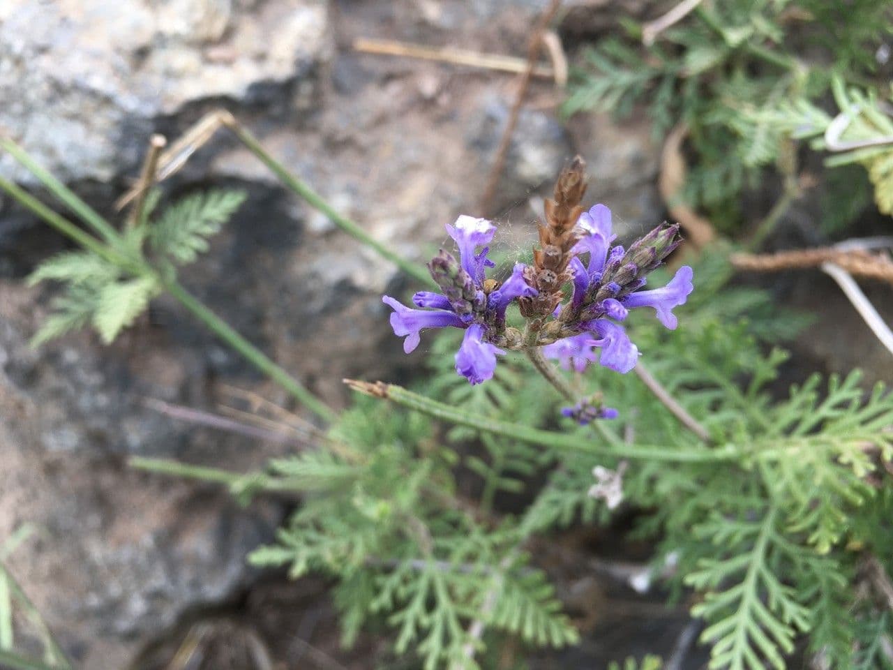 Lavandula canariensis