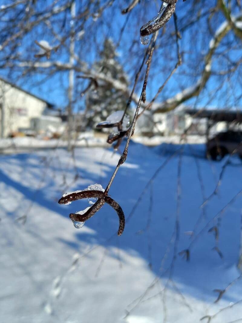 Betula pendula