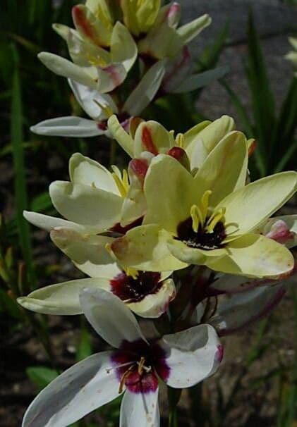 Ixia maculata