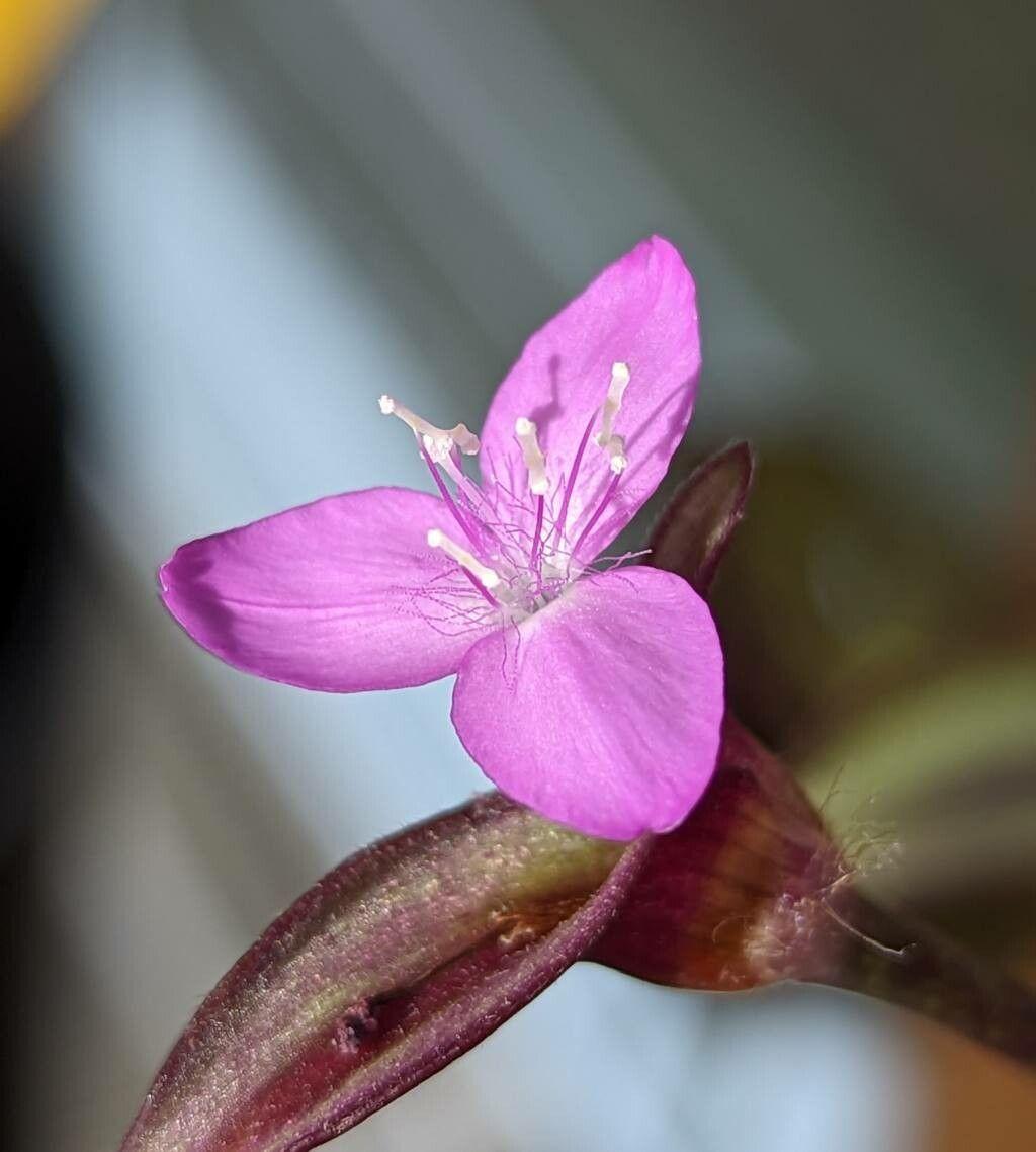 Tradescantia zebrina