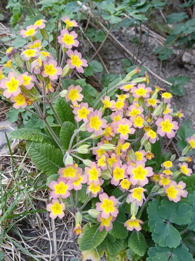 Primula polyantha