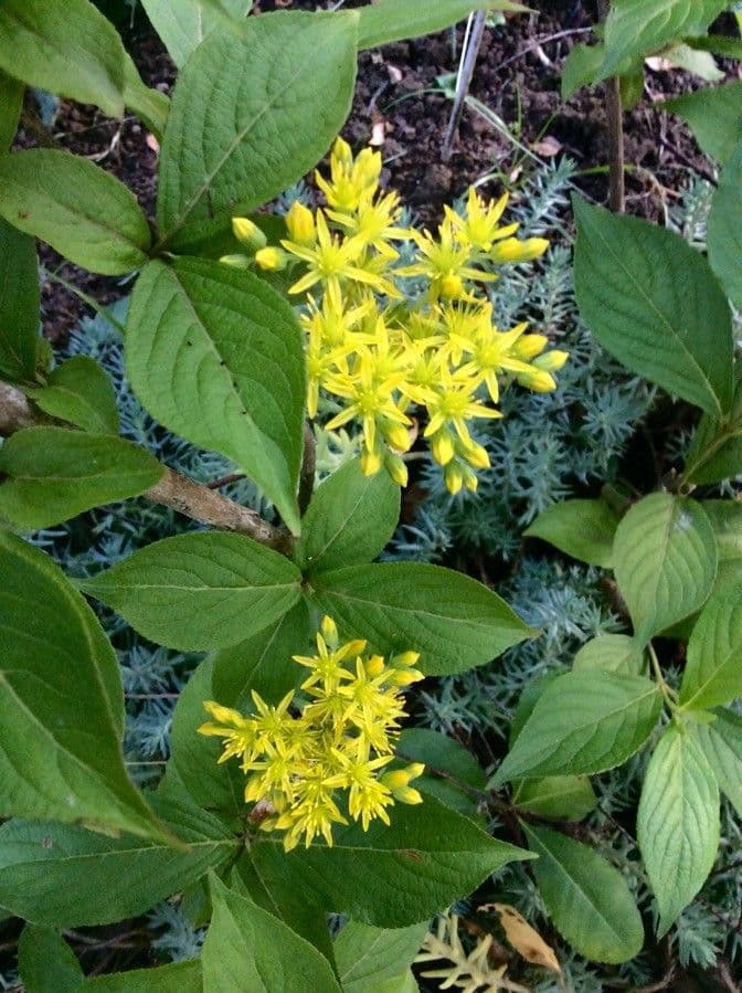 Petrosedum rupestre