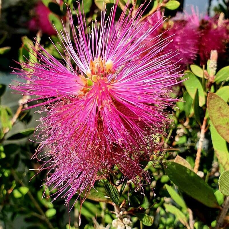 Calliandra surinamensis