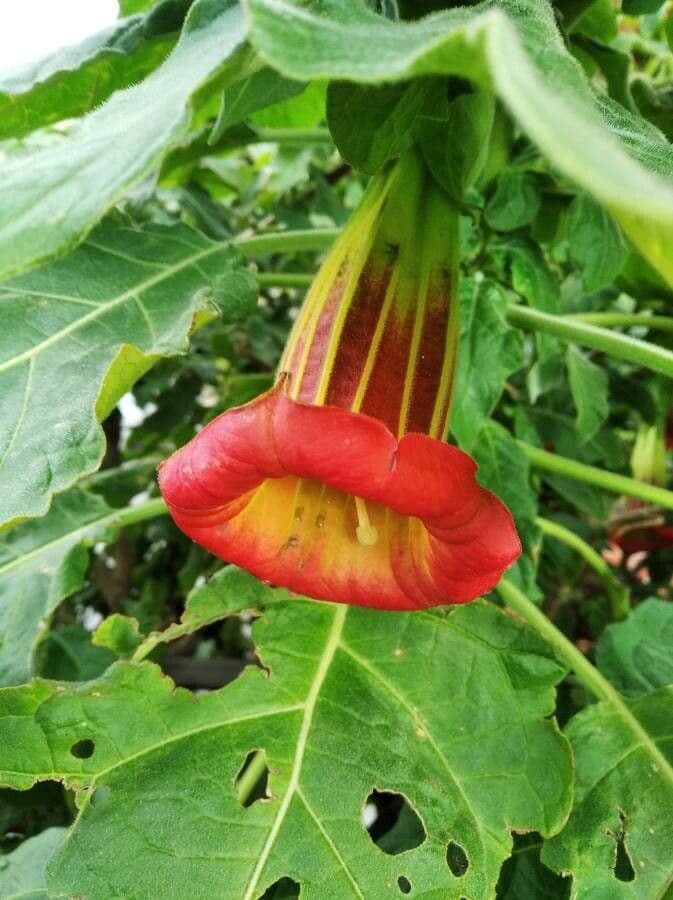 Brugmansia sanguinea