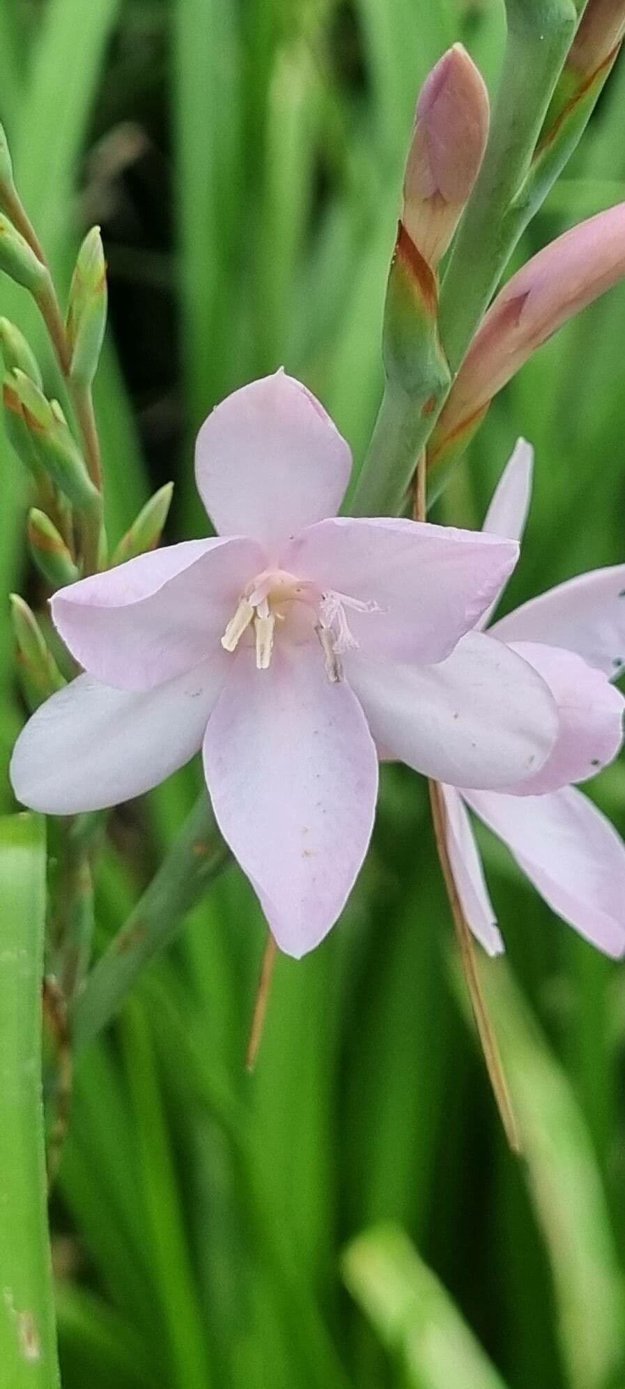 Watsonia borbonica