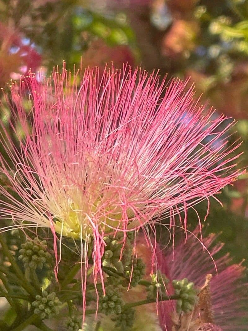 Albizia julibrissin