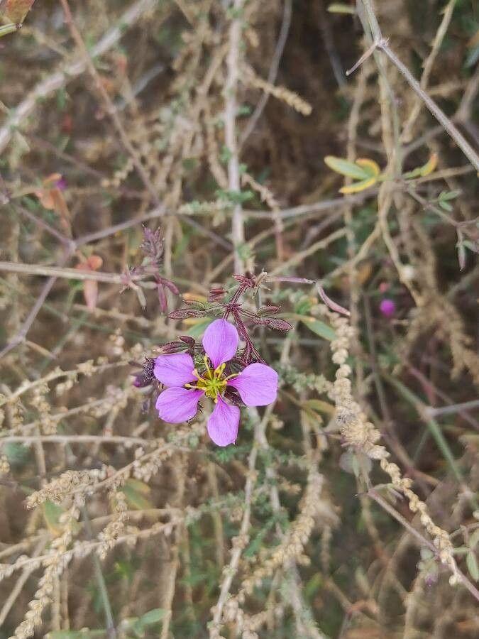 Zygophyllum creticum