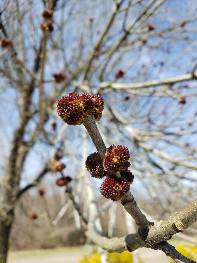 Ulmus pumila