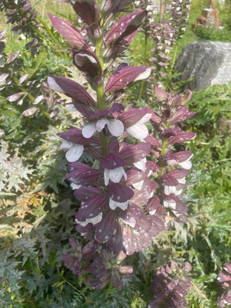 Acanthus spinosus