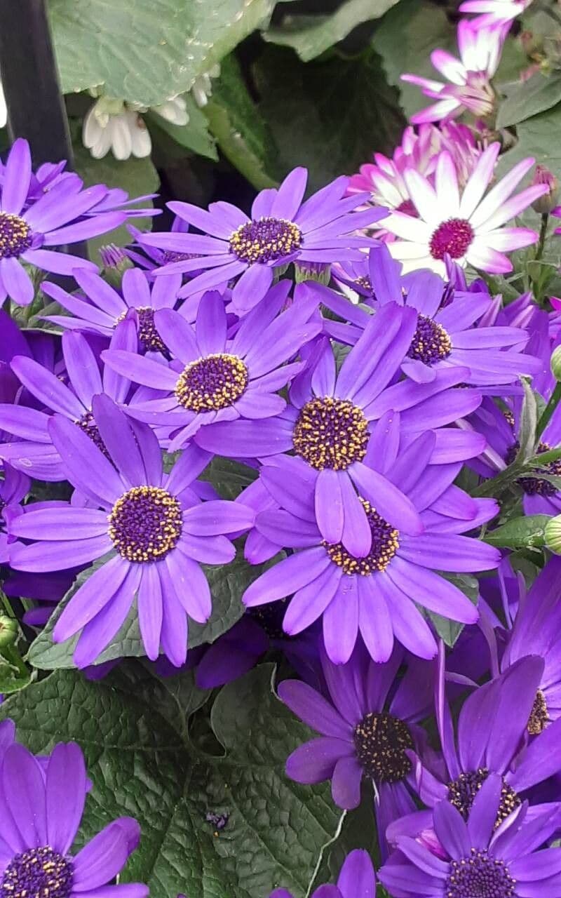 Pericallis lanata