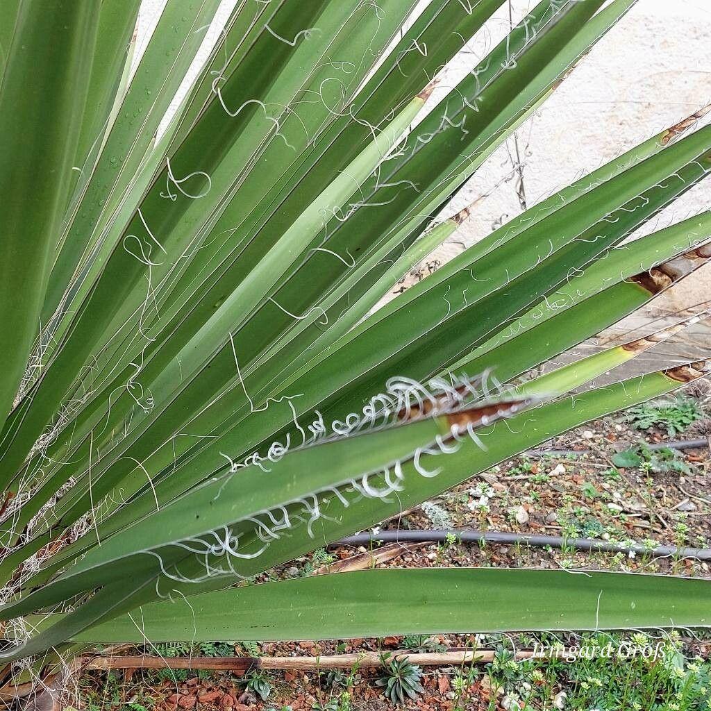 Yucca faxoniana