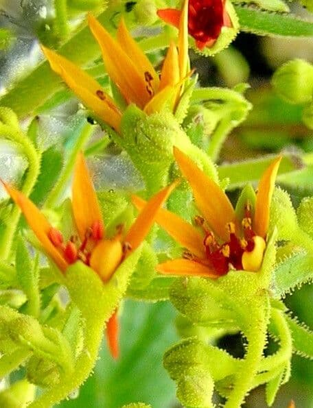 Saxifraga mutata