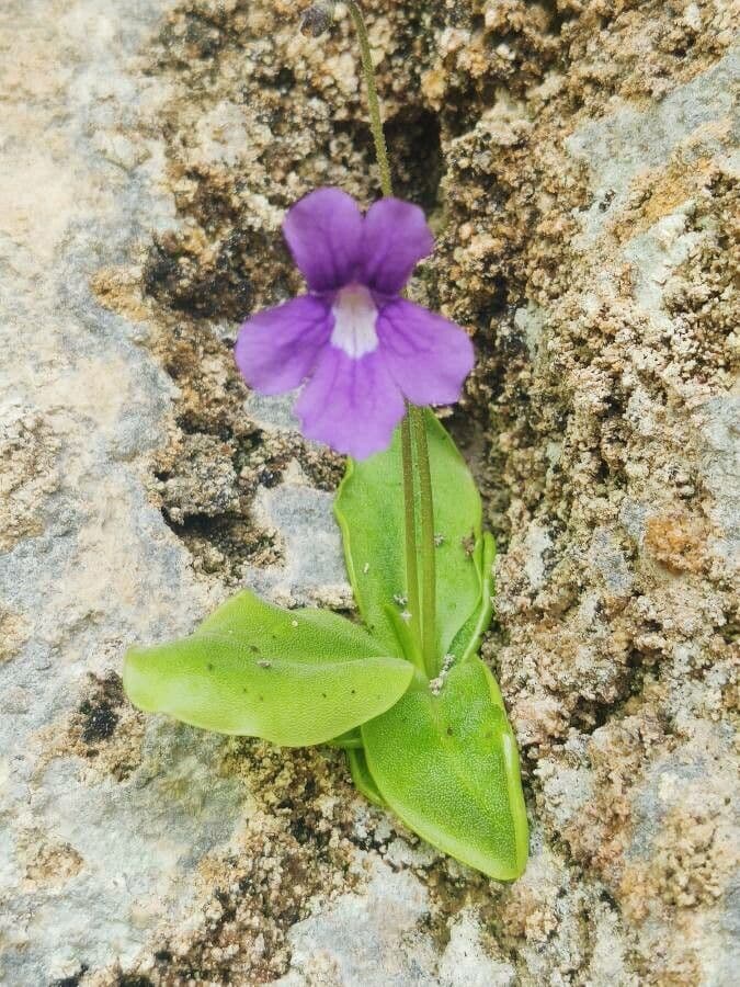 Pinguicula grandiflora