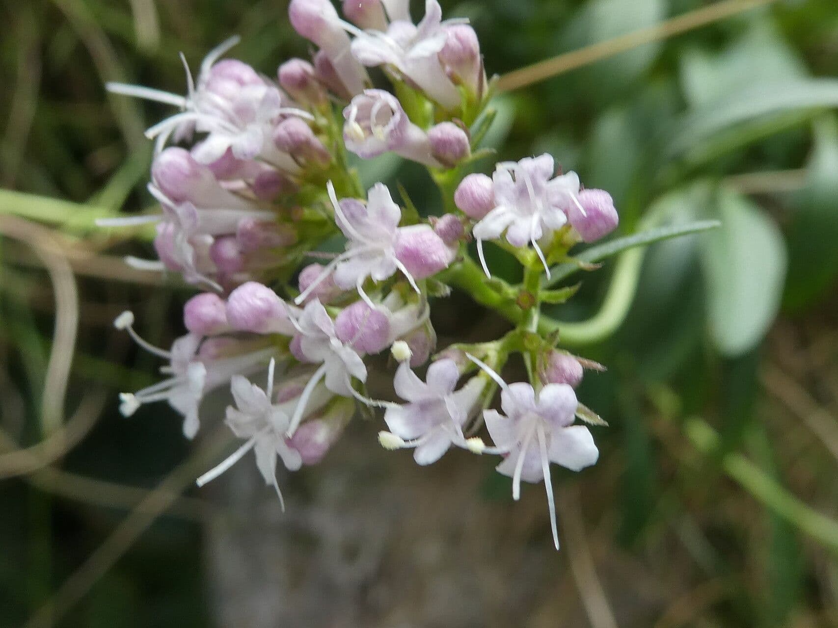 Valeriana apula