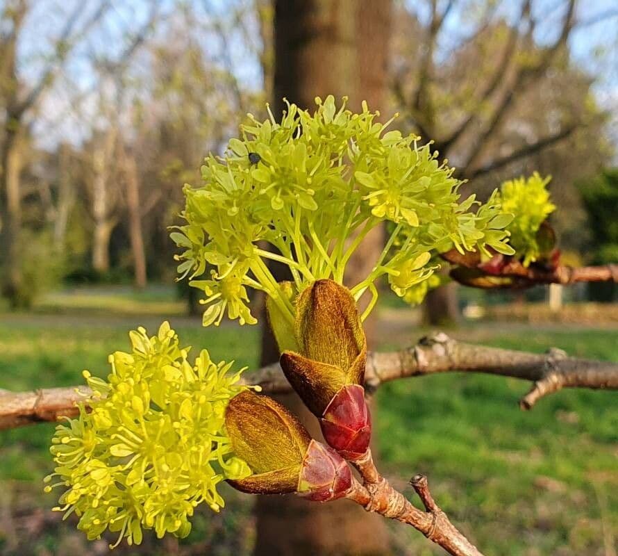 Acer platanoides