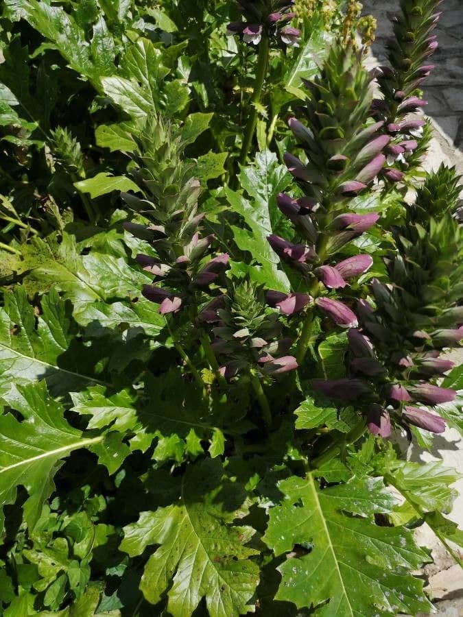 Acanthus mollis