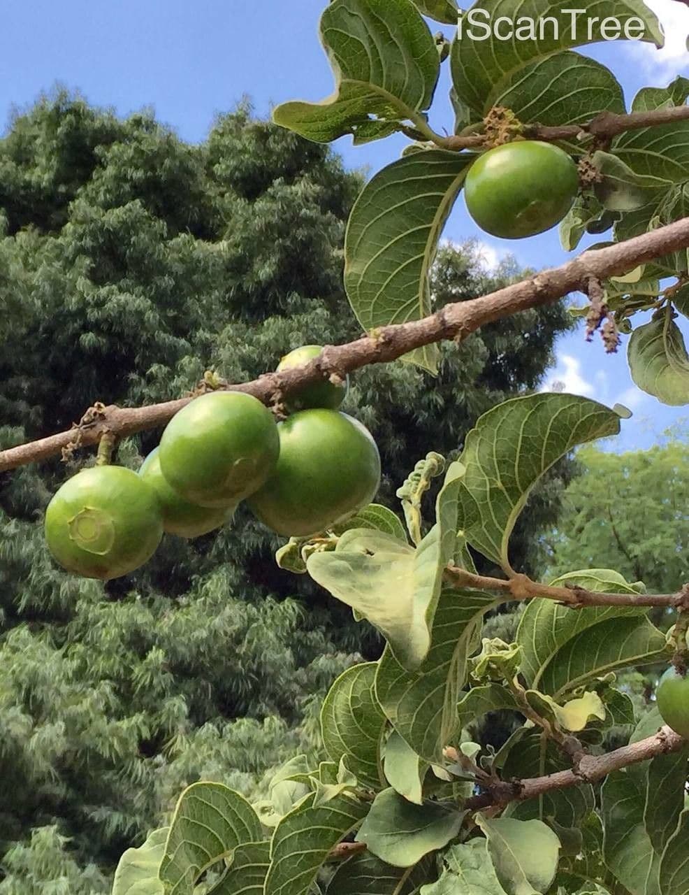 Vangueria infausta