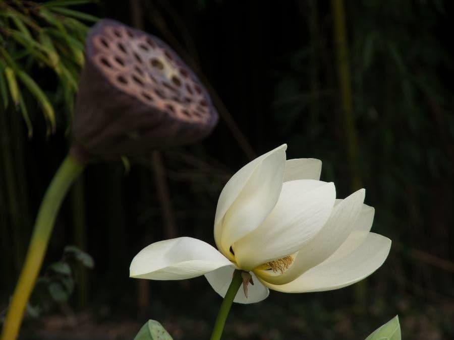 Nelumbo nucifera