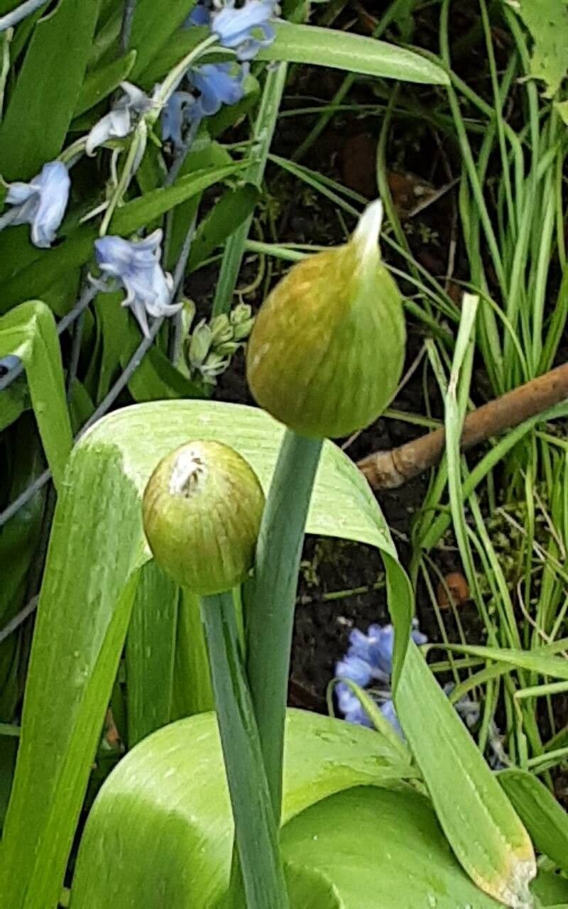 Allium victorialis